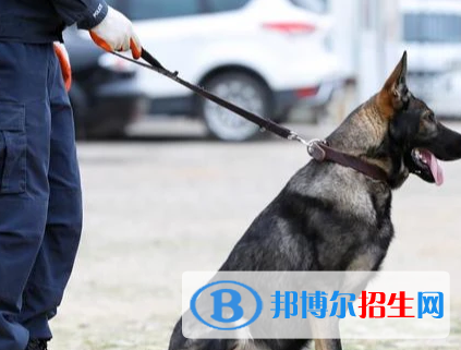 警犬技術(shù)專業(yè)好嗎?