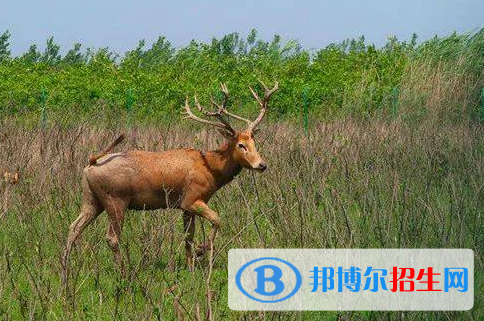 野生動物與自然保護區(qū)管理專業(yè)好嗎?(野生動物與自然保護區(qū)管理專業(yè))