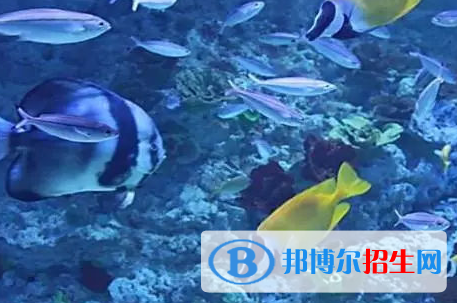 水族科學(xué)與技術(shù)專業(yè)好嗎?(水族科學(xué)與技術(shù)專業(yè))