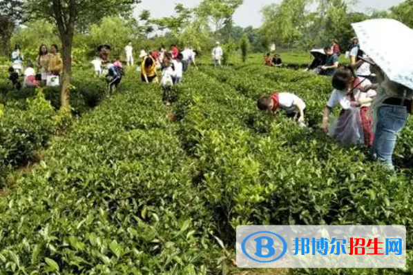 貴州省茶技術(shù)茶文化學(xué)校2023年學(xué)費(fèi)、收費(fèi)多少